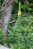 Verbascum spectabile