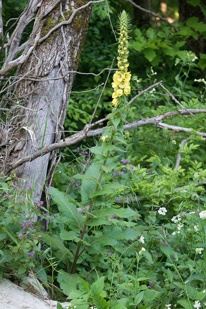 Image of Verbascum spectabile specimen.