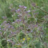 Nepeta ucranica