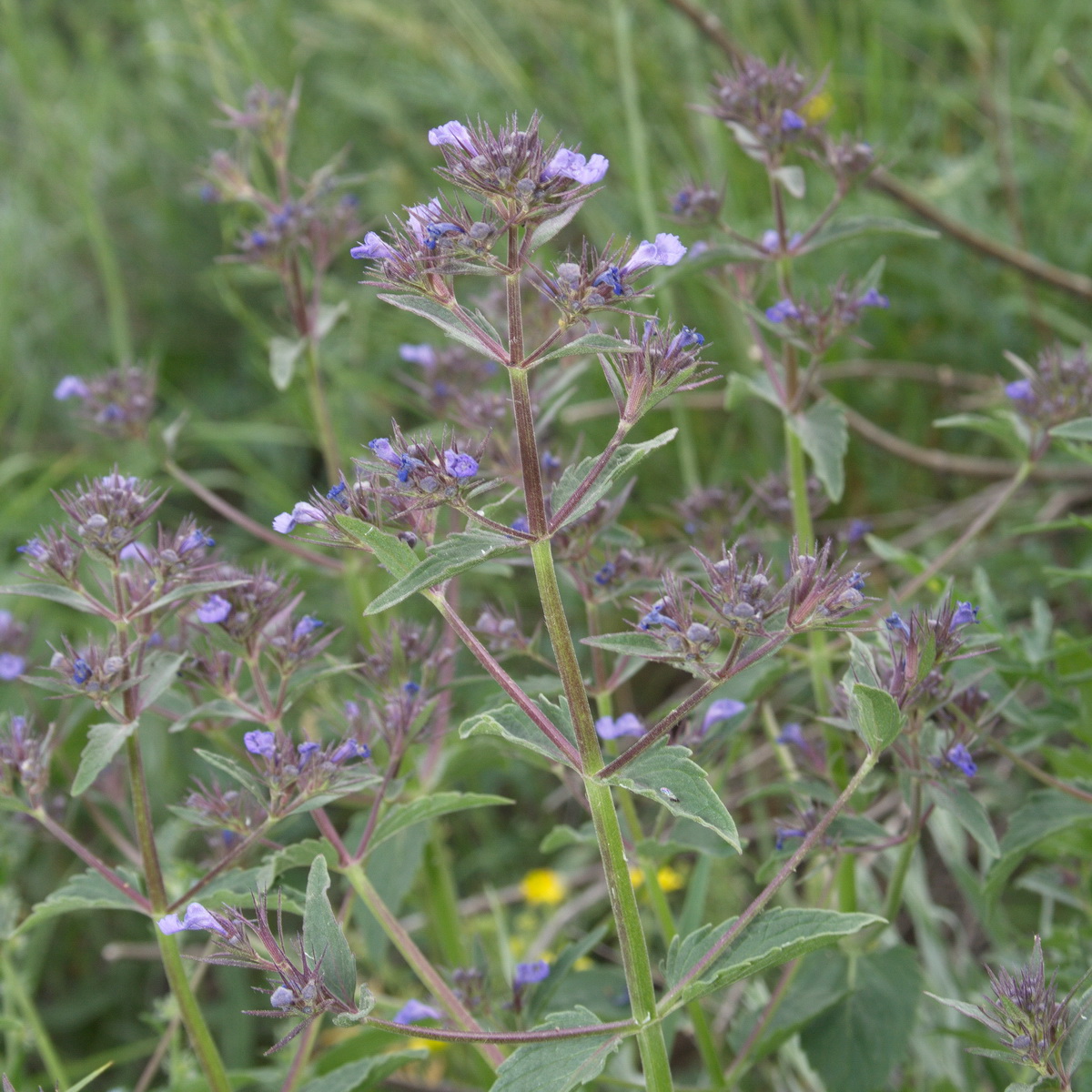 Image of Nepeta ucranica specimen.