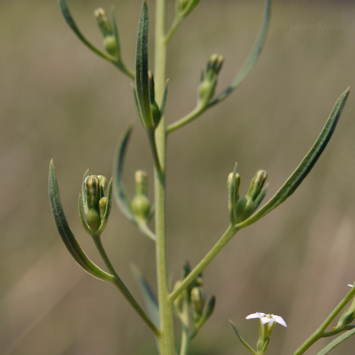 Image of Thesium chinense specimen.