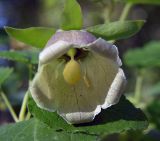 Codonopsis pilosula