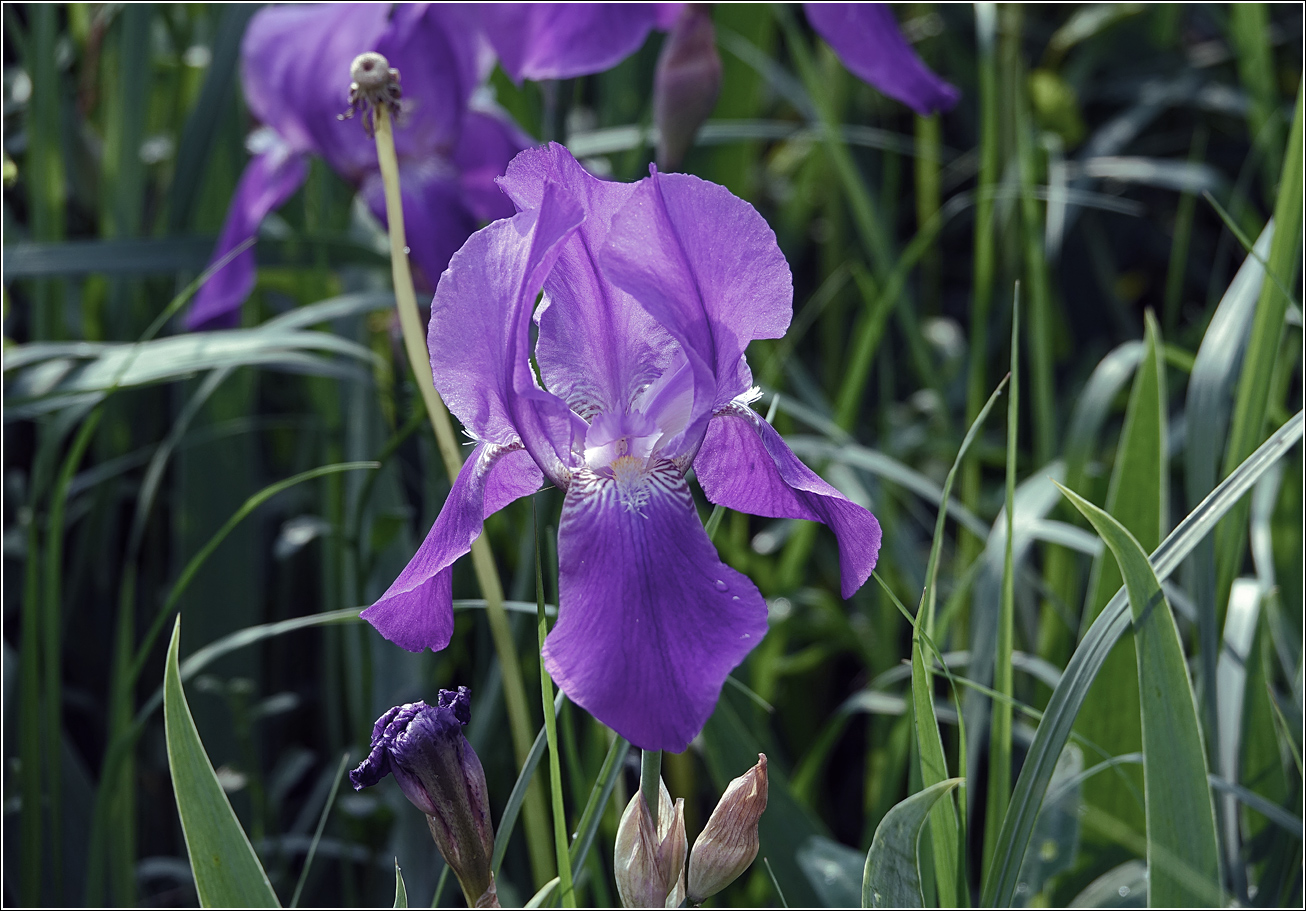 Изображение особи Iris nyaradyana.