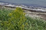 Isatis tinctoria variety yezoensis. Верхушка плодоносящего растения. Приморский край, окр. пос. Дунай, бух. Сысоева, каменистая терраса над песчаной береговой полосой. 15.06.2025.