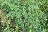 Conium maculatum