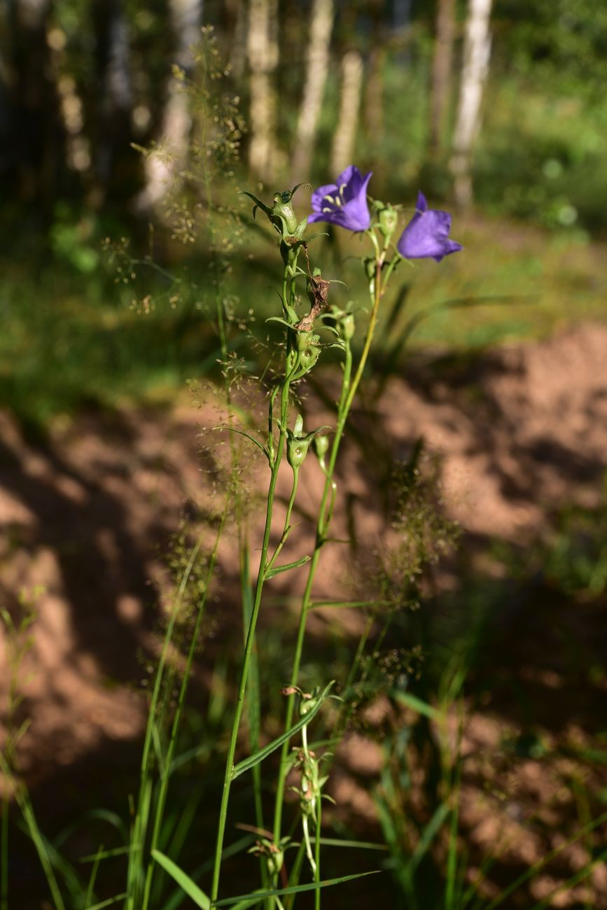 Изображение особи Campanula persicifolia.