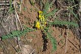 Astragalus wolgensis