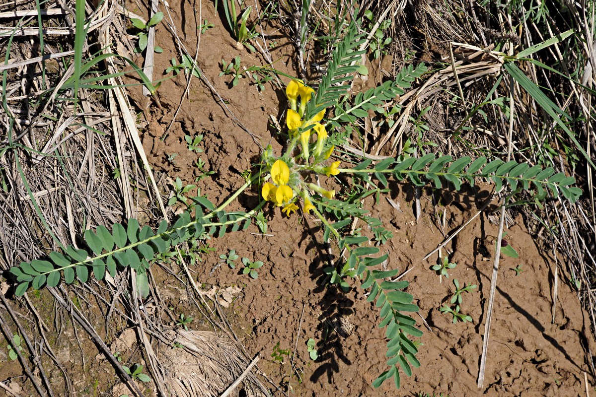 Image of Astragalus wolgensis specimen.