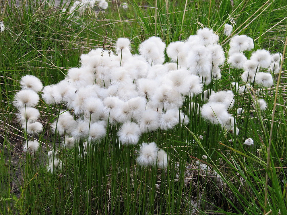 Image of Eriophorum scheuchzeri specimen.