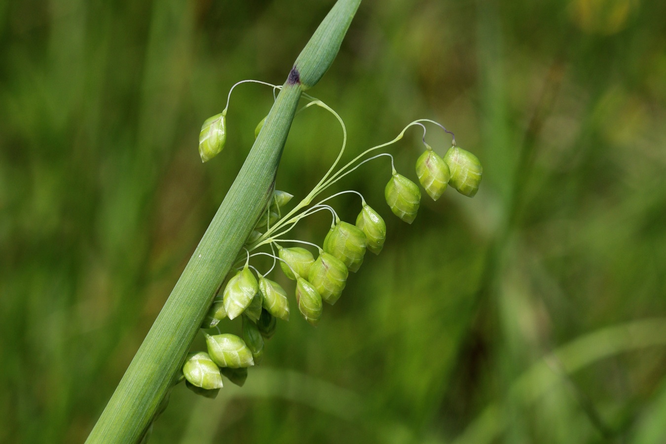 Image of Briza media specimen.
