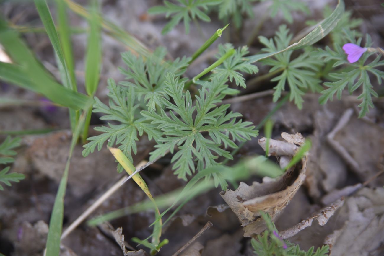 Image of genus Geranium specimen.