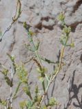 Arthrophytum balchaschense. Веточки с плодами. Казахстан, Жетысуская обл., Панфиловский р-н, отроги Джунгарского Алатау, горы Долонтау, пестроцветы. 20 сентября 2025 г.