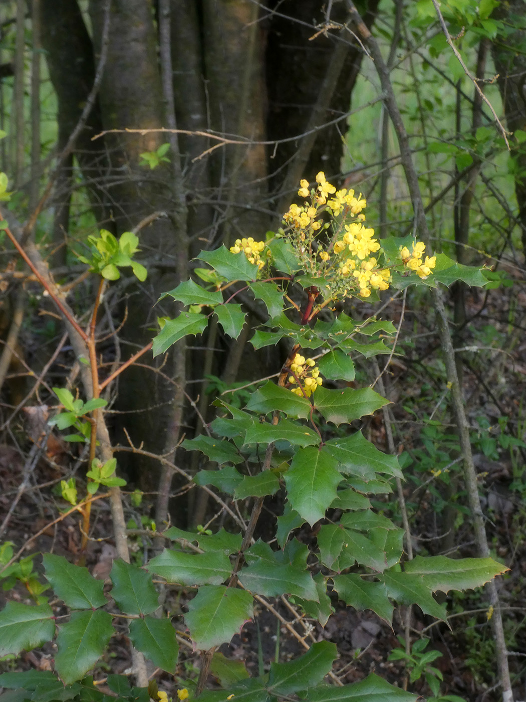 Изображение особи Mahonia aquifolium.