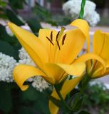 Смотреть изображение семейство Liliaceae