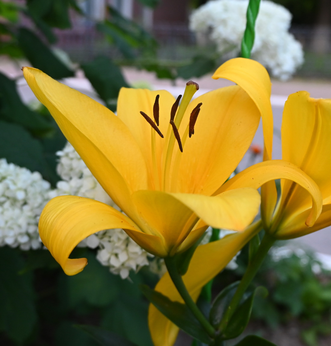Изображение особи семейство Liliaceae.