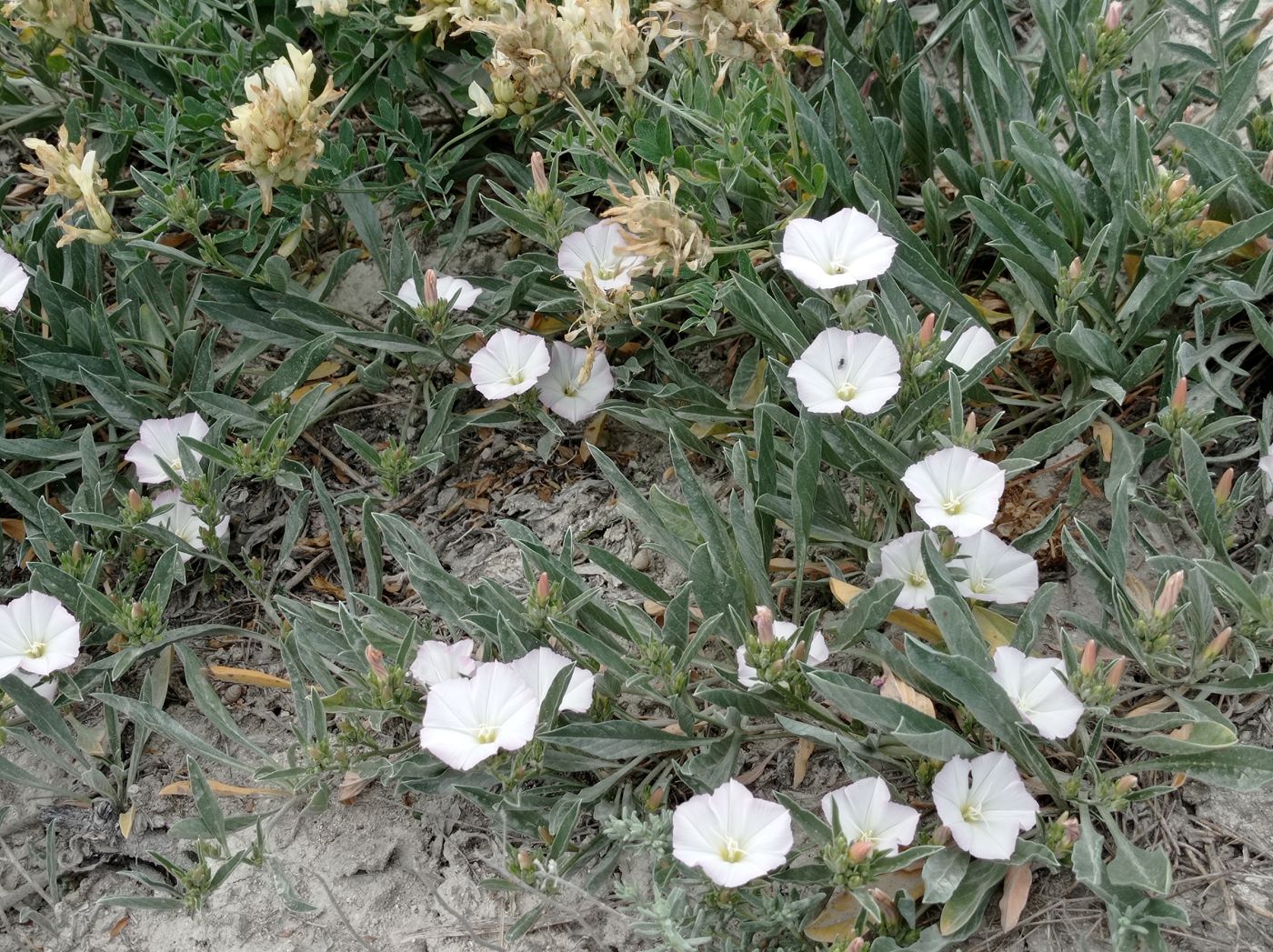 Изображение особи Convolvulus lineatus.