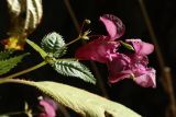 Impatiens glandulifera. Верхушка побега с соцветием с цветками, бутонами и незрелыми плодами. Санкт-Петербург, Старый Петергоф, парк «Собственная дача», роща из широколиственных деревьев, у ствола дуба рядом с тропой. 28.09.2025.