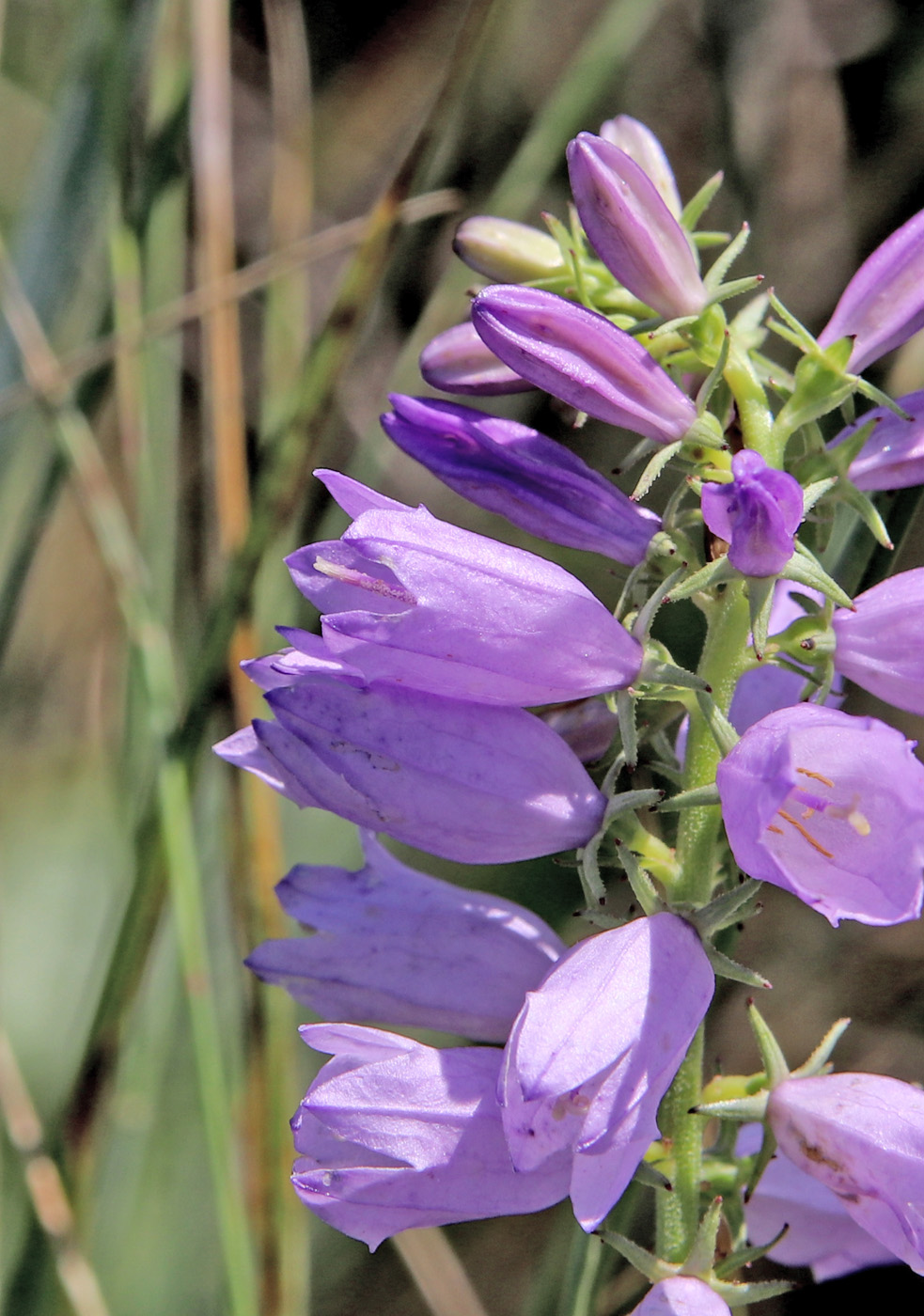 Изображение особи Campanula bononiensis.