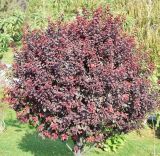 Prunus cerasifera variety pissardii. Крона вегетирующего растения. Узбекистан, г. Ташкент, Юнусабадский р-н, парковая зона, газон, в культуре. 10.10.2025.