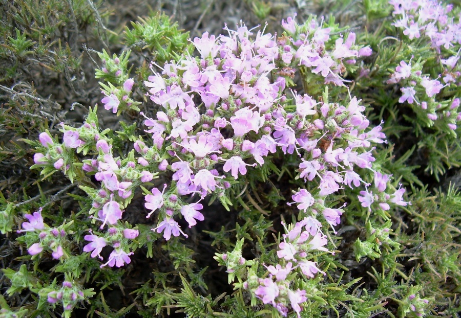 Image of Thymus helendzhicus specimen.