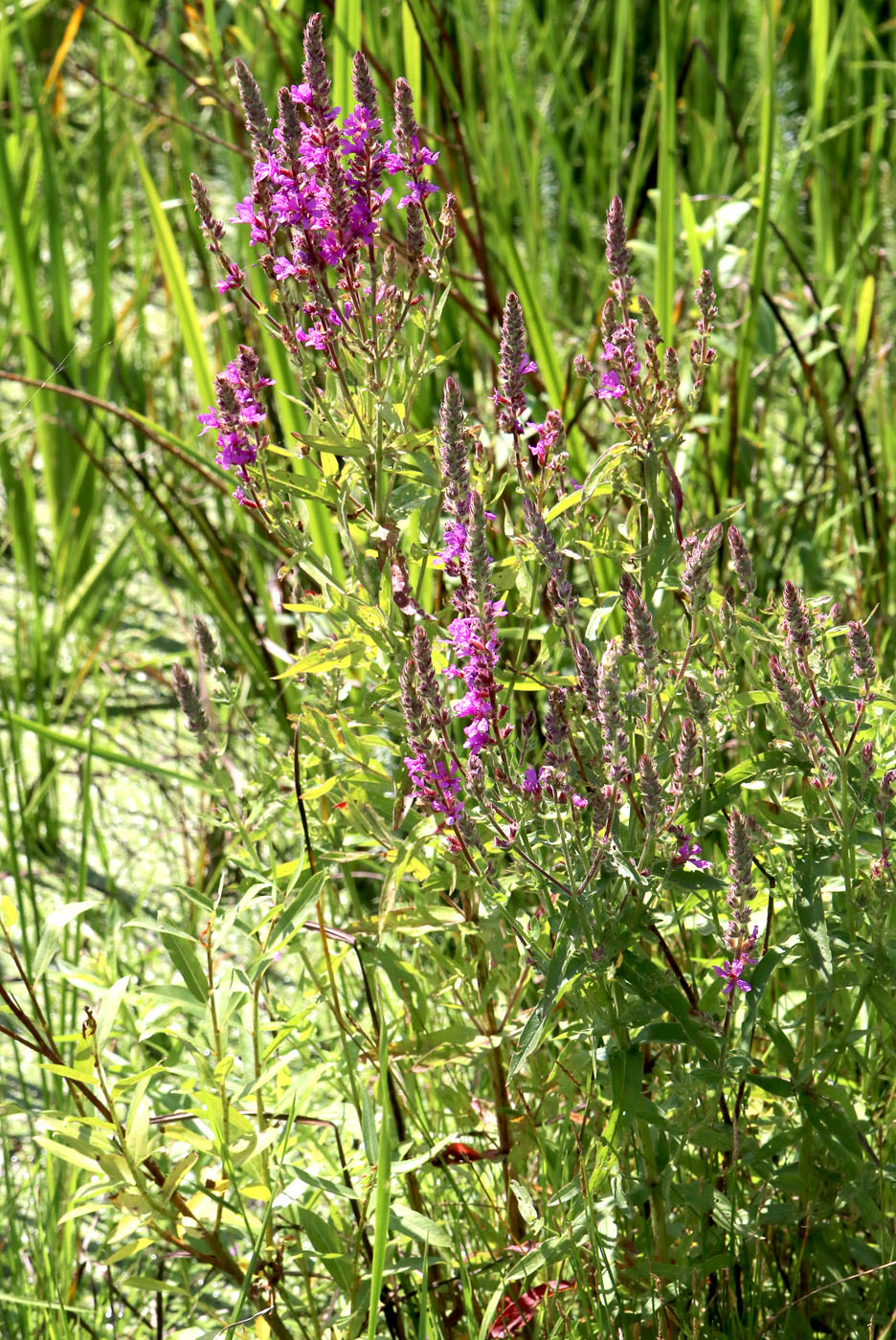 Image of Lythrum salicaria specimen.