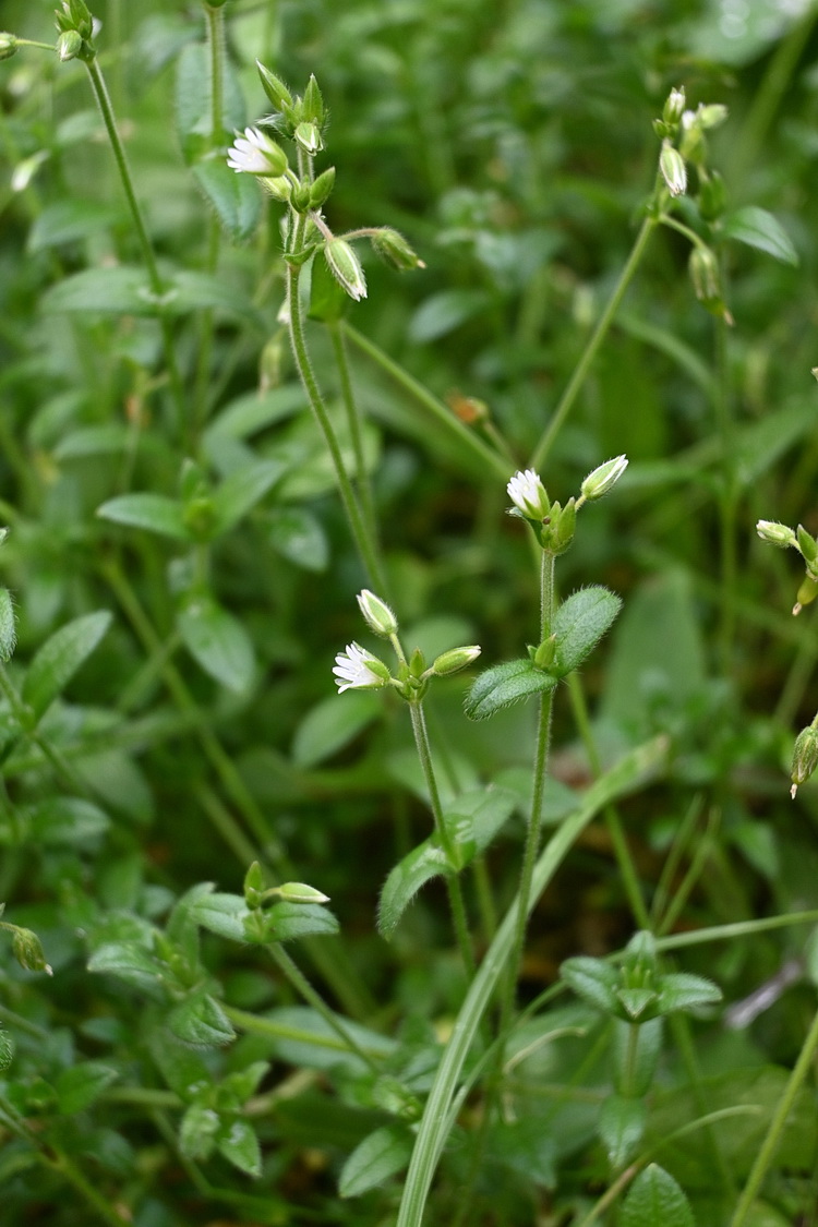 Изображение особи Cerastium holosteoides.