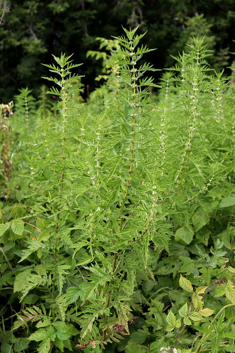 Изображение особи Lycopus exaltatus.