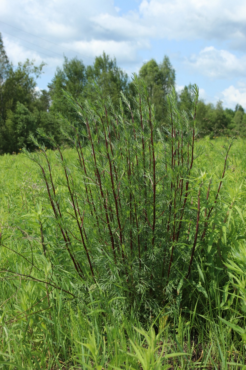 Image of Artemisia campestris specimen.