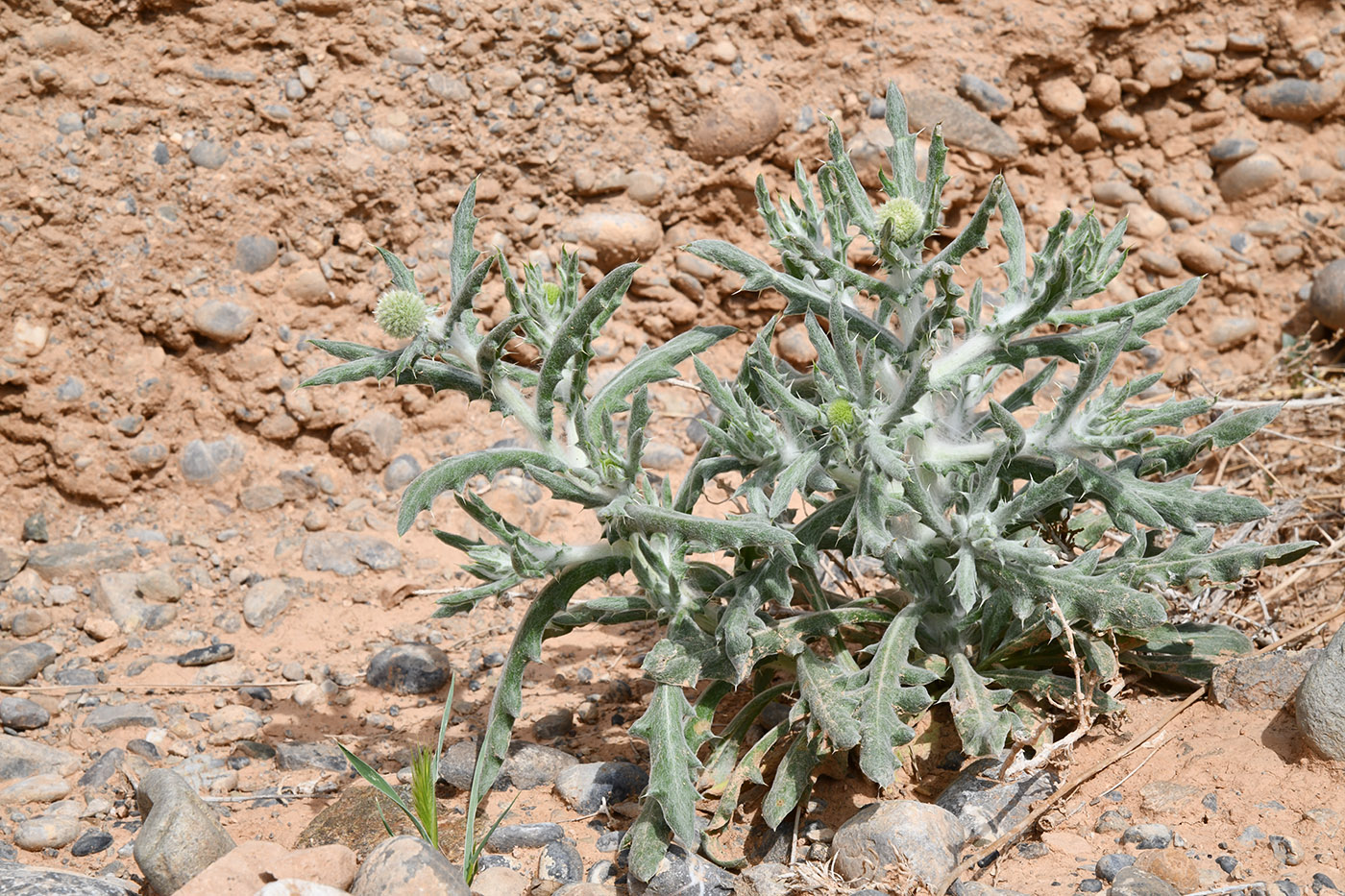 Image of Echinops nanus specimen.