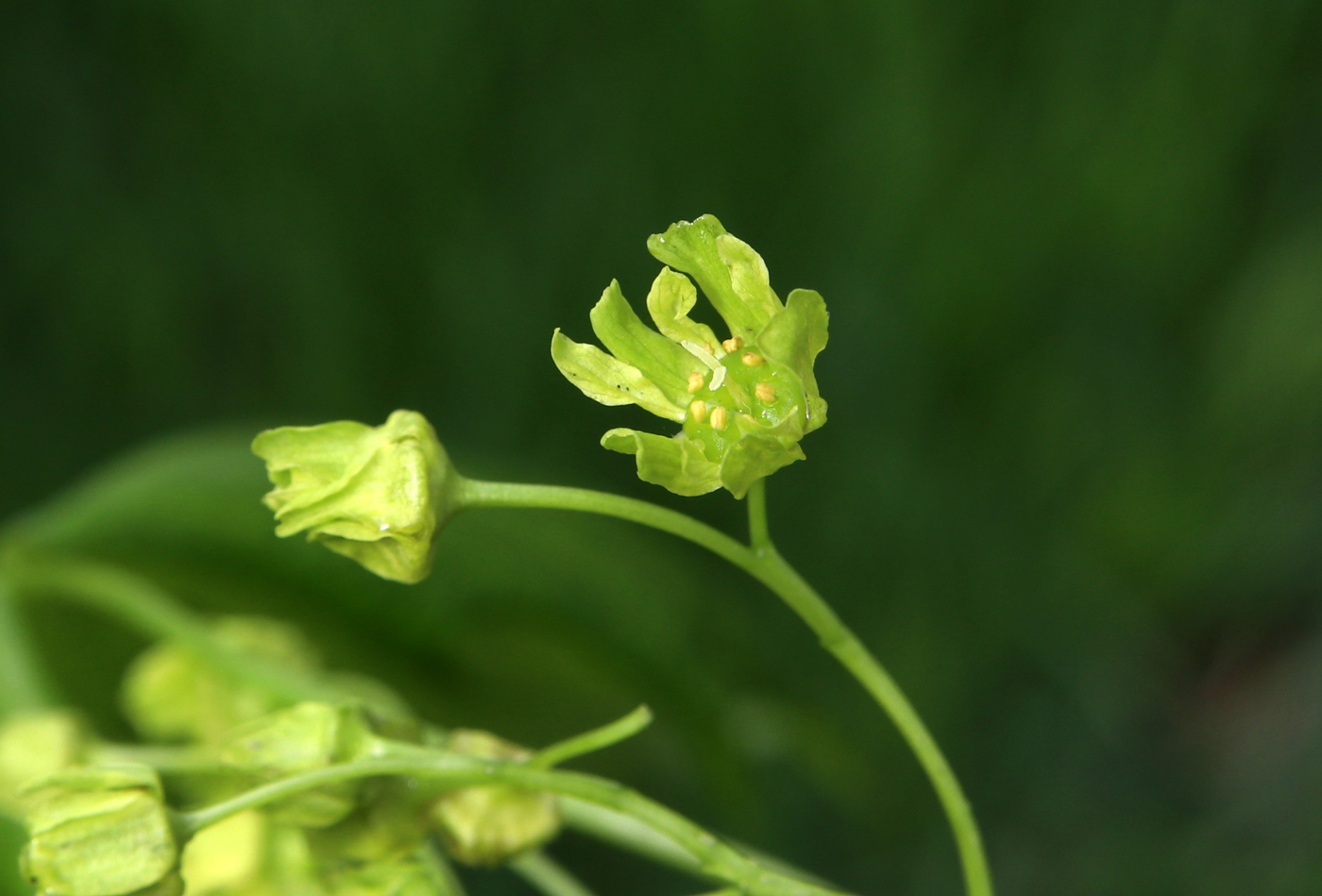 Изображение особи Acer platanoides.