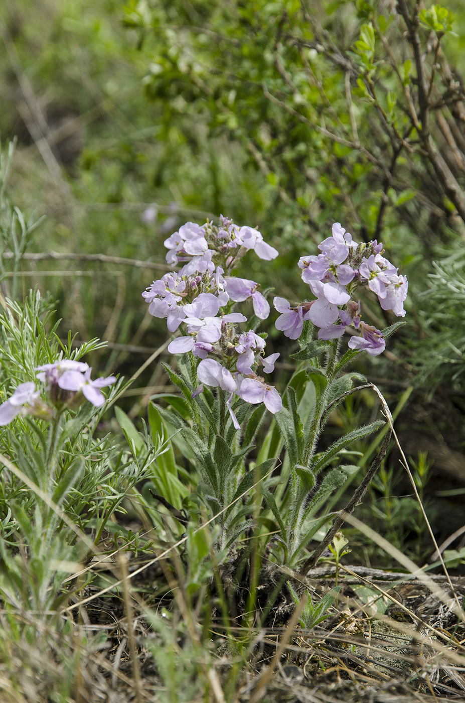 Изображение особи Clausia aprica.