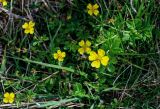 Potentilla anglica. Верхушки побегов с цветками м незрелыми плодами. Португалия, Азорские о-ва, о-в Сан-Мигел, окр. оз. Лагоа-ду-Фогу, ≈ 1000 м н.у.м., луговой склон. 14.08.2025.