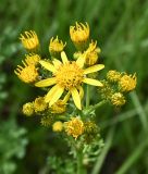 genus Senecio. Соцветия. Калининградская обл., г. Светлогорск, канава вдоль дороги. 27.07.2025.