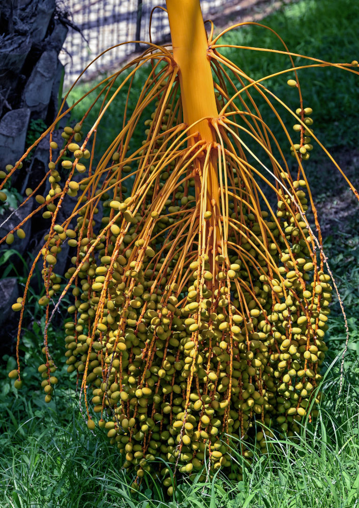 Изображение особи Phoenix canariensis.