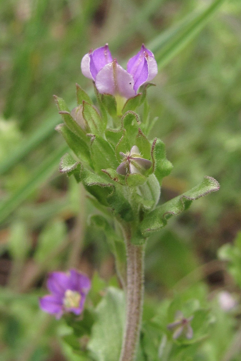 Изображение особи Legousia hybrida.