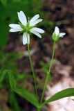 Stellaria holostea. Верхушка цветущего растения (вид со стороны чашечки). Свердловская обл., городской округ Первоуральск, турбаза \"Остров\", сосновый лес, небольшая разнотравная полянка. 15.06.2024.