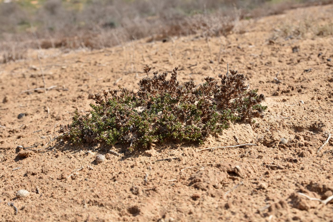 Изображение особи Frankenia hirsuta.