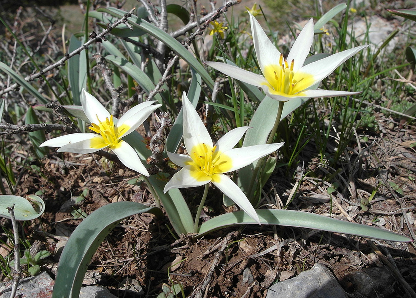 Image of Tulipa turkestanica specimen.