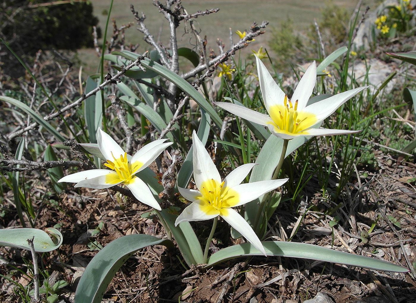 Image of Tulipa turkestanica specimen.