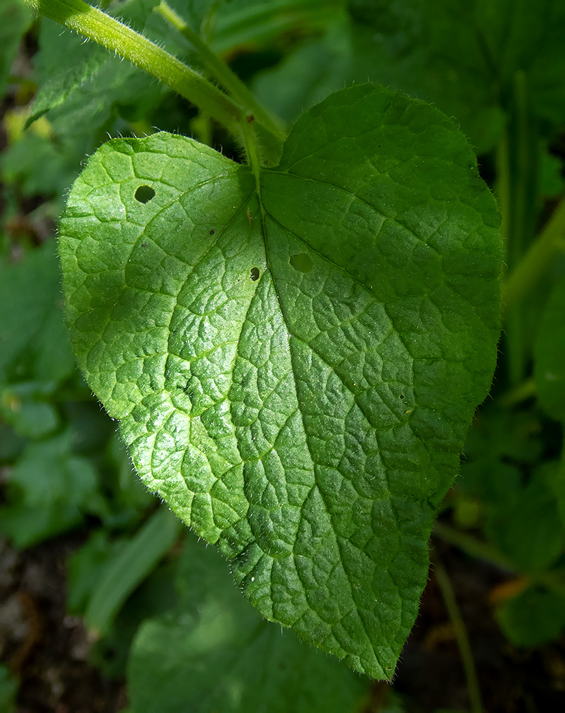 Изображение особи Symphytum tauricum.