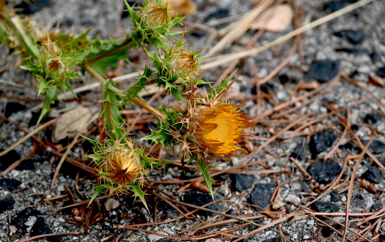 Image of Carlina hispanica specimen.