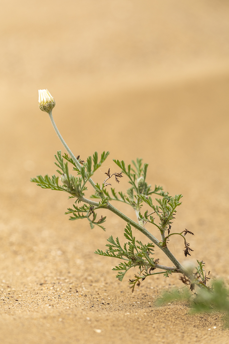 Изображение особи Anthemis ruthenica.