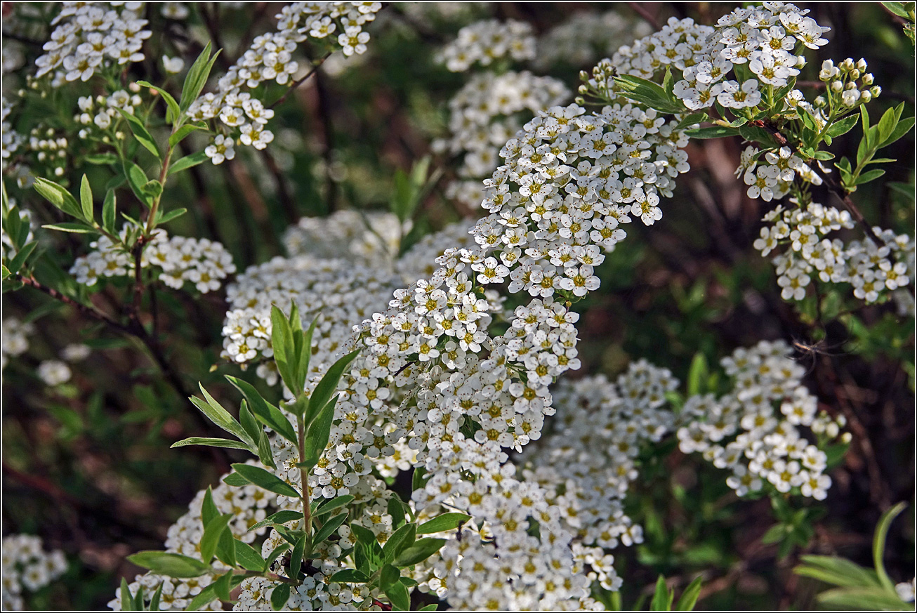 Image of Spiraea × cinerea specimen.