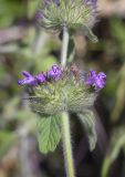 Clinopodium vulgare