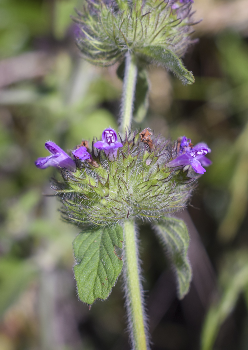 Image of Clinopodium vulgare specimen.