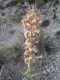 Matthiola fragrans