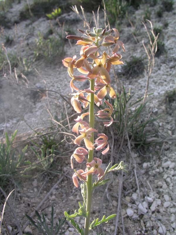 Image of Matthiola fragrans specimen.