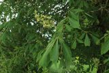 Aesculus glabra. Соплодие с завязавшимися плодами и листья. Ленинградская обл., Гатчинский р-н, пос. Пудость, ул. Половинкиной. 10.06.2026.