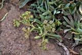 Crithmum maritimum. Верхушки побегов с распускающимися соцветиями. Португалия, о-в Мадейра, мыс Сан-Лоренцо, на скале. 12.06.2026.