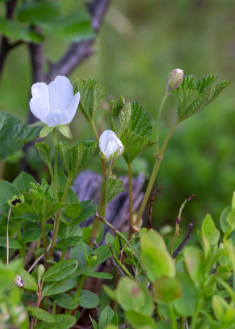 Изображение особи Rubus chamaemorus.